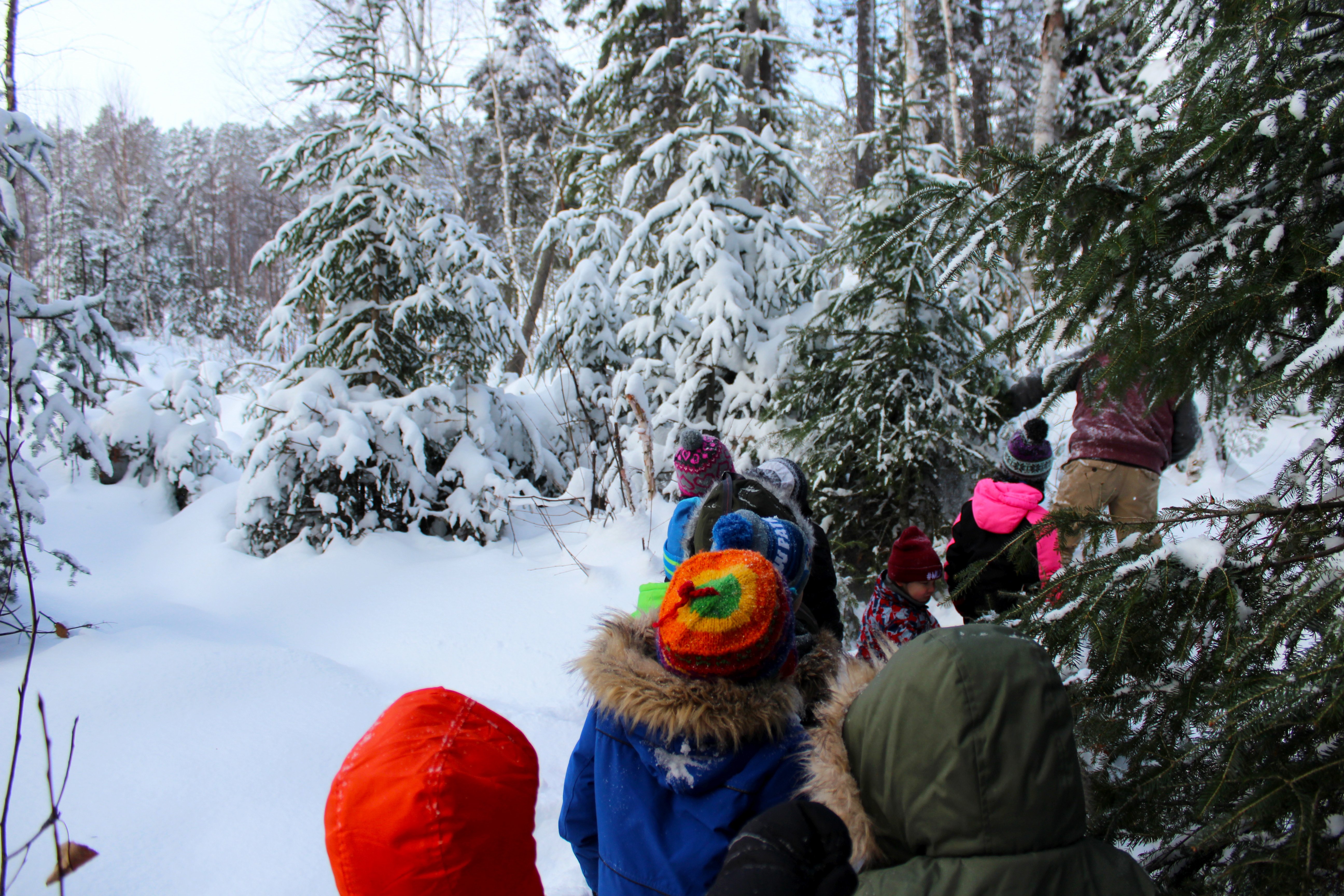 Kindergarten students go for a walk in the woods to find a Christmas tree